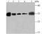 ELAV Like RNA Binding Protein 1 antibody, NBP2-75532, Novus Biologicals, Western Blot image 