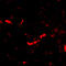 DLGAP2 antibody, A09760, Boster Biological Technology, Immunofluorescence image 