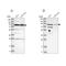 Spermatogenesis Associated 20 antibody, NBP1-82147, Novus Biologicals, Western Blot image 