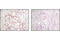 MutS Homolog 2 antibody, 2017S, Cell Signaling Technology, Immunohistochemistry paraffin image 