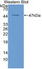 HtrA Serine Peptidase 1 antibody, abx102453, Abbexa, Western Blot image 