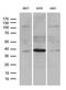 Homeobox D8 antibody, LS-C795677, Lifespan Biosciences, Western Blot image 