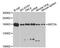 MLL antibody, MBS126142, MyBioSource, Western Blot image 