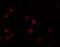 Interferon Lambda 3 antibody, A02261, Boster Biological Technology, Immunofluorescence image 