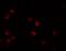 Interleukin-28B antibody, A02261, Boster Biological Technology, Immunofluorescence image 