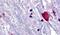 Bombesin Receptor Subtype 3 antibody, PA5-32680, Invitrogen Antibodies, Immunohistochemistry frozen image 