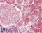 Cell Division Cycle 42 antibody, LS-B12891, Lifespan Biosciences, Immunohistochemistry paraffin image 