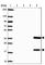 Transmembrane Protein 189 antibody, HPA059549, Atlas Antibodies, Western Blot image 