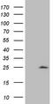 p21Cip1 antibody, TA808130, Origene, Western Blot image 