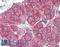 Bone Marrow Stromal Cell Antigen 2 antibody, LS-B15391, Lifespan Biosciences, Immunohistochemistry paraffin image 