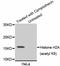 Caspase 3 antibody, STJ112894, St John