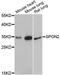 Spondin-2 antibody, abx126628, Abbexa, Western Blot image 