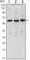 Paired box protein Pax-8 antibody, abx015956, Abbexa, Western Blot image 