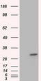 Ketohexokinase antibody, LS-C115294, Lifespan Biosciences, Western Blot image 