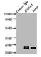 Shisa Family Member 5 antibody, LS-C378148, Lifespan Biosciences, Immunoprecipitation image 