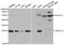 TNF Superfamily Member 12 antibody, TA332822, Origene, Western Blot image 