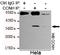 Cyclin H antibody, STJ99112, St John