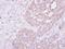 Phenylalanine--tRNA ligase alpha chain antibody, NBP1-33308, Novus Biologicals, Immunohistochemistry frozen image 