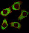 Y-Box Binding Protein 1 antibody, LS-C157043, Lifespan Biosciences, Immunofluorescence image 