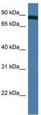 TRAF3 Interacting Protein 1 antibody, TA333652, Origene, Western Blot image 