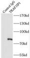 TRAF3 Interacting Protein 1 antibody, FNab08918, FineTest, Immunoprecipitation image 