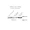 MAD2L1 Binding Protein antibody, IQ243, Immuquest, Western Blot image 