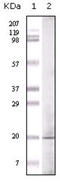 Glucagon antibody, abx010841, Abbexa, Enzyme Linked Immunosorbent Assay image 