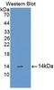 Cubilin antibody, LS-C299873, Lifespan Biosciences, Western Blot image 