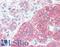 SRC-1 antibody, LS-B3266, Lifespan Biosciences, Immunohistochemistry frozen image 