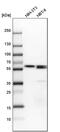 Chaperonin Containing TCP1 Subunit 6A antibody, PA5-61036, Invitrogen Antibodies, Western Blot image 