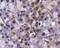 Lysine Demethylase 4A antibody, PA5-23067, Invitrogen Antibodies, Immunohistochemistry frozen image 