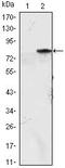 Myogenic Differentiation 1 antibody, MA5-15694, Invitrogen Antibodies, Western Blot image 