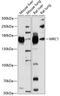 Mannose Receptor C-Type 1 antibody, 23-496, ProSci, Western Blot image 