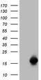 Small Proline Rich Protein 2A antibody, TA808452, Origene, Western Blot image 