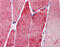 Actinin Alpha 3 (Gene/Pseudogene) antibody, ARP41914_P050, Aviva Systems Biology, Immunohistochemistry frozen image 