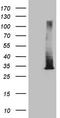 Ras-related protein Rab-3A antibody, TA809476, Origene, Western Blot image 