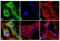 Huntingtin antibody, 720029, Invitrogen Antibodies, Immunofluorescence image 