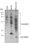 Small Ubiquitin Like Modifier 3 antibody, AF2959, R&D Systems, Western Blot image 