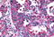 Thyrotropin Releasing Hormone Receptor antibody, MBS242736, MyBioSource, Immunohistochemistry paraffin image 