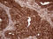 IQ Motif Containing GTPase Activating Protein 1 antibody, LS-C795197, Lifespan Biosciences, Immunohistochemistry paraffin image 