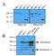 Hexokinase 1 antibody, GTX53727, GeneTex, Western Blot image 