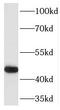 TNF Receptor Associated Factor 1 antibody, FNab08916, FineTest, Western Blot image 