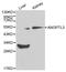 Angiopoietin-related protein 3 antibody, LS-C192264, Lifespan Biosciences, Western Blot image 