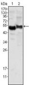 Alpha-1-antitrypsin antibody, MA5-15521, Invitrogen Antibodies, Western Blot image 