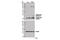 Proteasome Subunit Beta 8 antibody, 13635S, Cell Signaling Technology, Western Blot image 