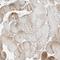 Nicalin antibody, NBP1-81002, Novus Biologicals, Immunohistochemistry paraffin image 