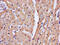 Troponin T2, Cardiac Type antibody, CSB-PA10047A0Rb, Cusabio, Immunohistochemistry paraffin image 