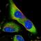 ALS2CR8 antibody, NBP1-86627, Novus Biologicals, Immunofluorescence image 