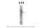Interleukin Enhancer Binding Factor 3 antibody, PA5-41536, Invitrogen Antibodies, Western Blot image 