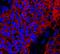 Alkaline Phosphatase, Placental antibody, MAB29091, R&D Systems, Immunofluorescence image 
